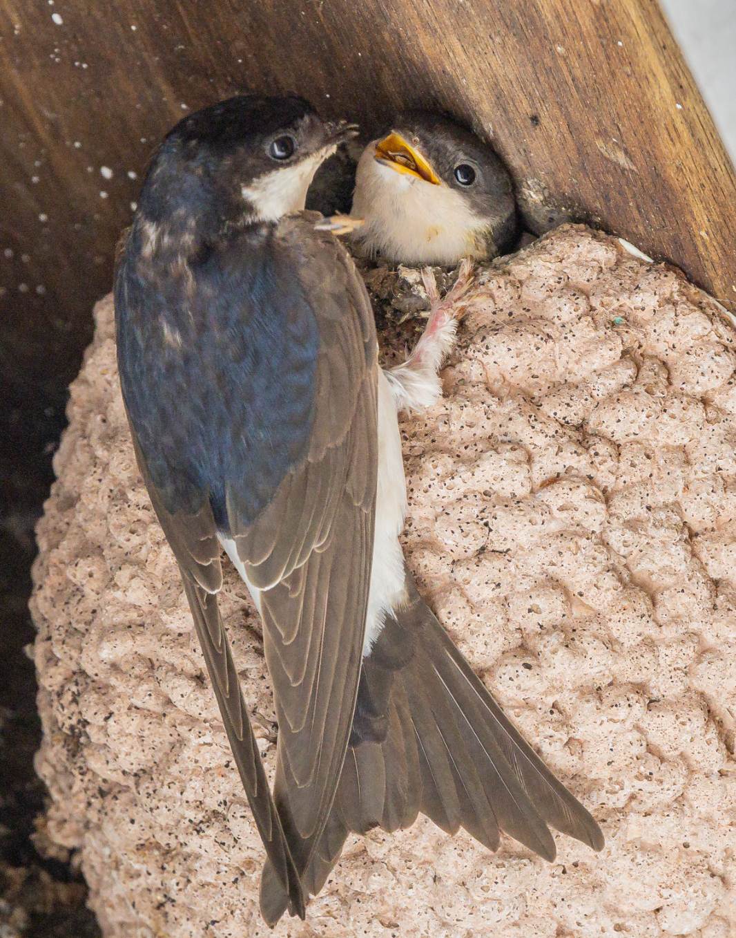 This young House Martin (with white tips to its wing feathers) has fledged from an artificial nest cup. © Colin Bates